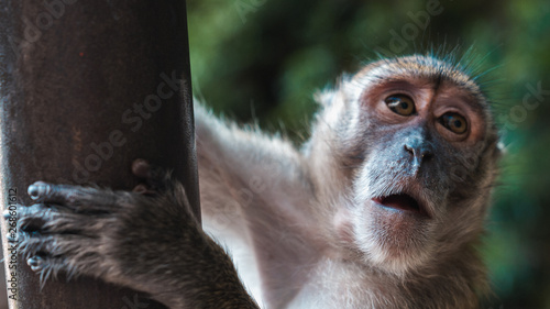 Canvas Print Wild macaque monkey feeding in Batu Caves, Kuala Lumpur, Malaysia