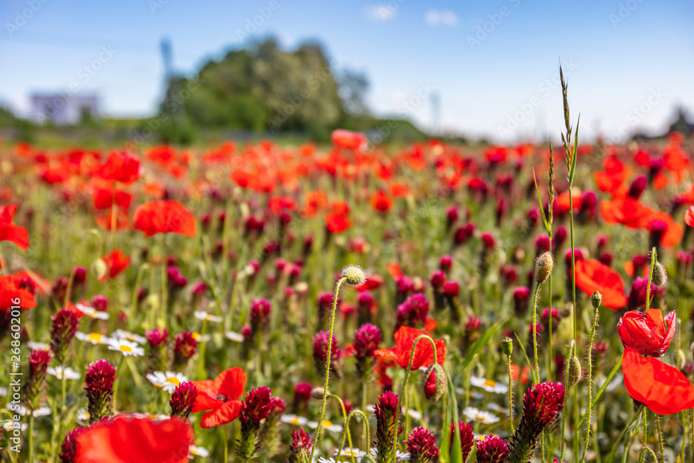 red poppies field in spring time