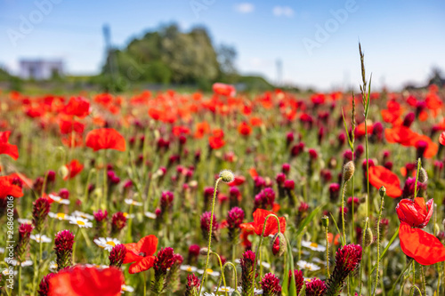 red poppies field in spring time