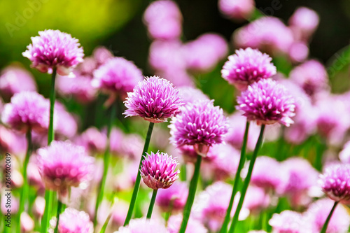 pink chives flowers in the garden