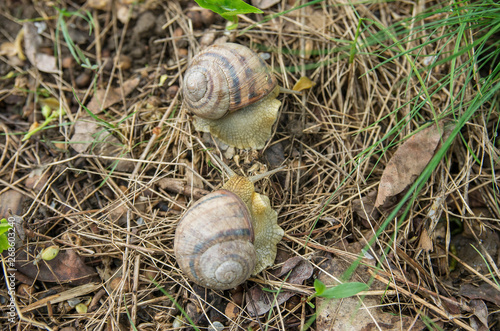 Snail Helix albescens in the nature. photo