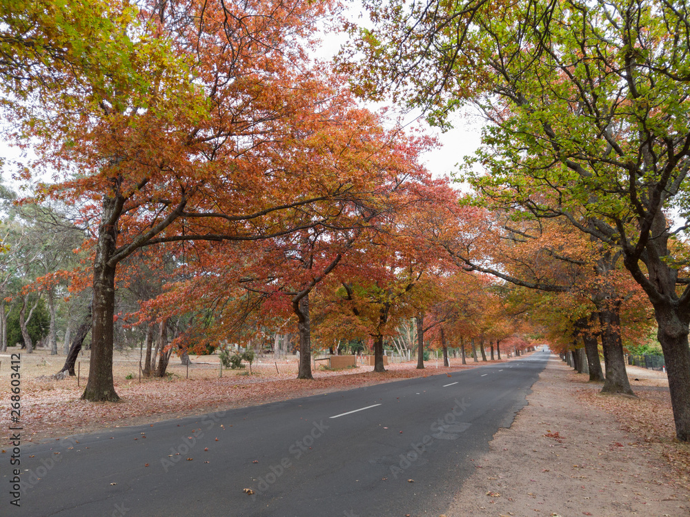 Orange and green autumn foliage trees on the side road.