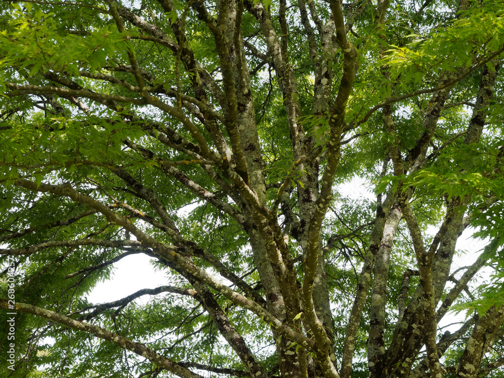 Fototapeta premium Farnblättrige Rotbuche. Schöner Zierbaum mit Sommergrüne Blatter - Fagus sylvatica 'Asplenifolia'
