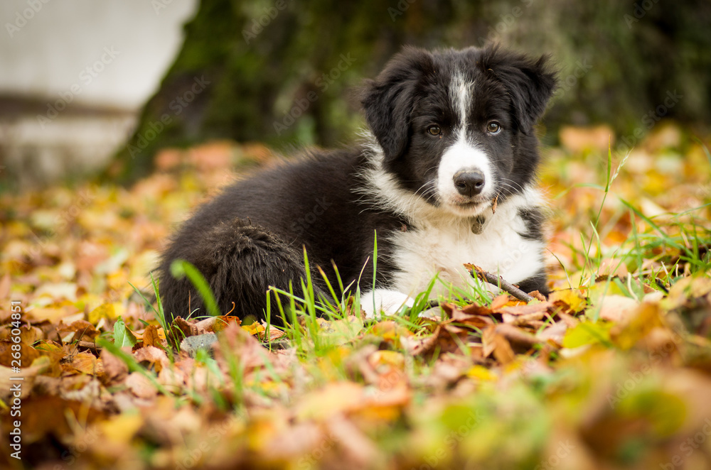 Portrait of cute black and white Border Collie puppy in fallen leaves