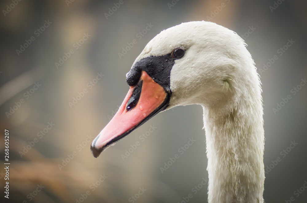 Detail of mute swan head Detail of mute swan head