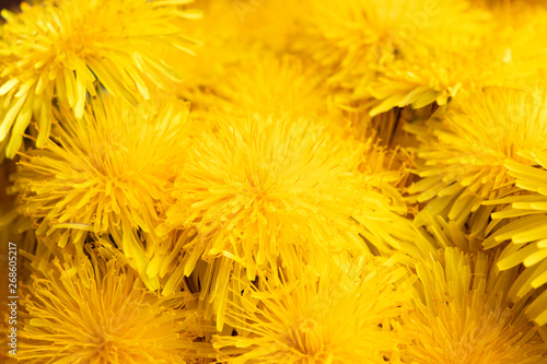 Background of yellow flowering dandelions