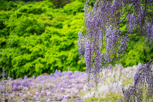 Fototapeta Naklejka Na Ścianę i Meble -  wisteria flowers, kawachi touen, fukuoka, japan