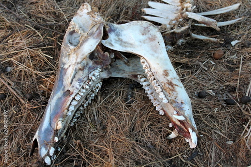 The skull of a wild boar who died as a result of illness or injury.