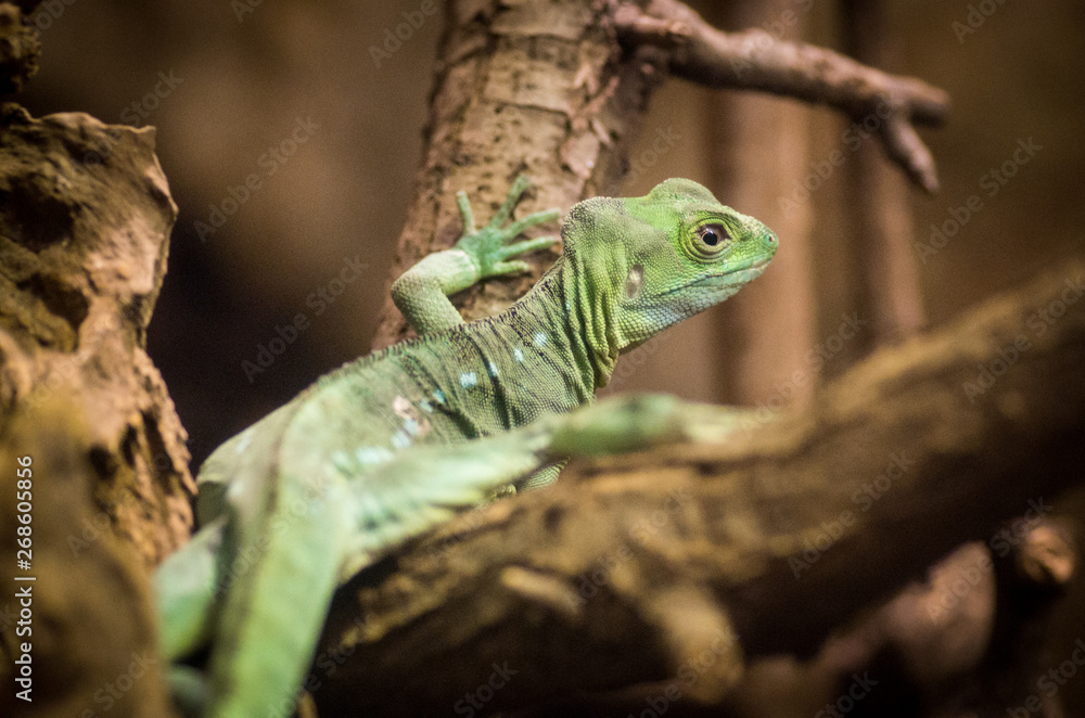 Obraz premium Young green iguana climbing on tree