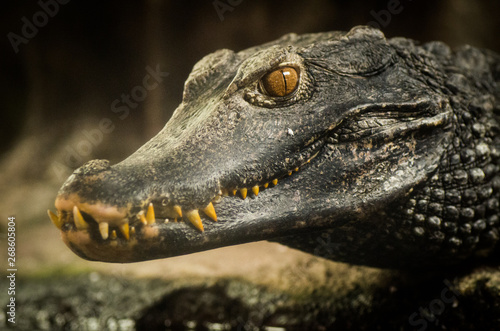 Detail of caiman head, eyes and teeth