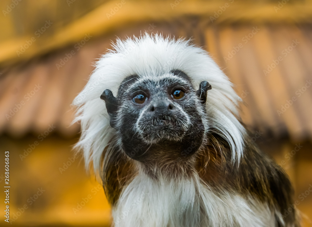 Φωτογραφία funny closeup of the face of a cotton top tamarin, tropical critically endangere