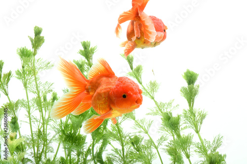 Goldfish carassius auratus background aquatic plants