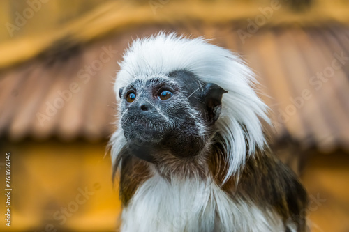 the face of a cotton top tamarin in closeup, tropical critically endangered monkey from Colombia photo