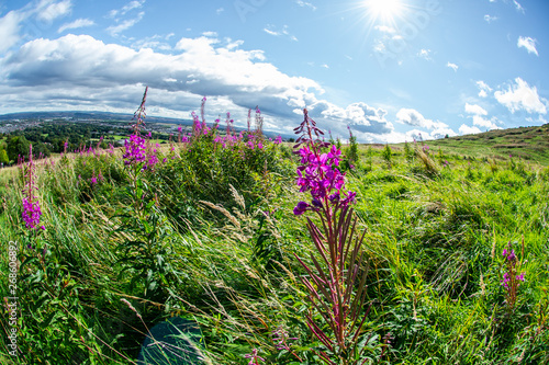 Arthur's Seat Flower photo