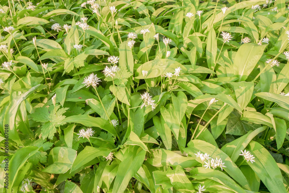 Obraz premium Flowering Ramsons or wild garlic plants.