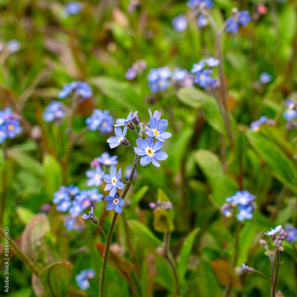 Forget Me Not Flowers Myosotis - selective focus Forget Me Not Flowers Myosotis - selective focus