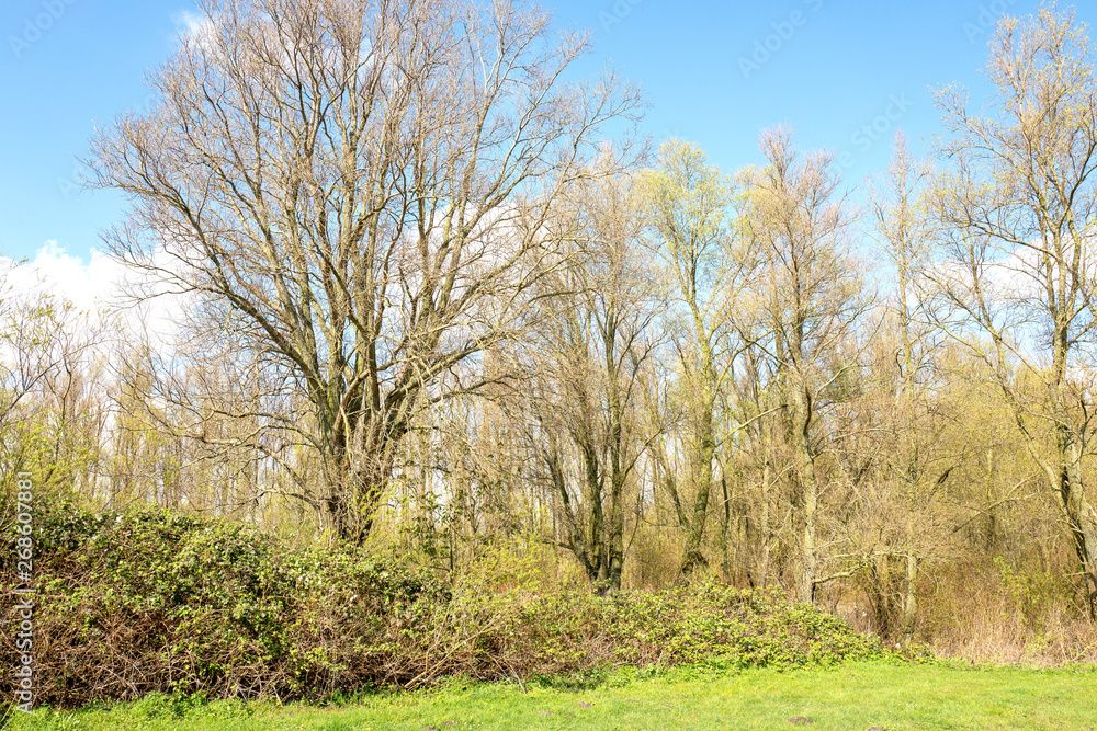 Landscape with blackberry bushes and poplar trees in the spring.