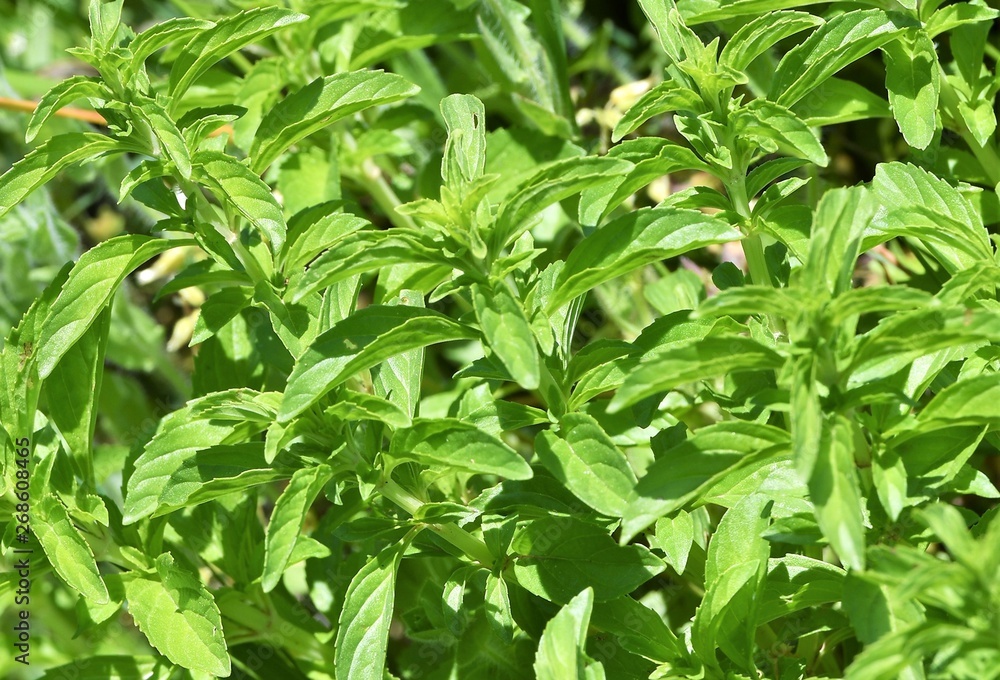 menthe aquatique menthe aquatique