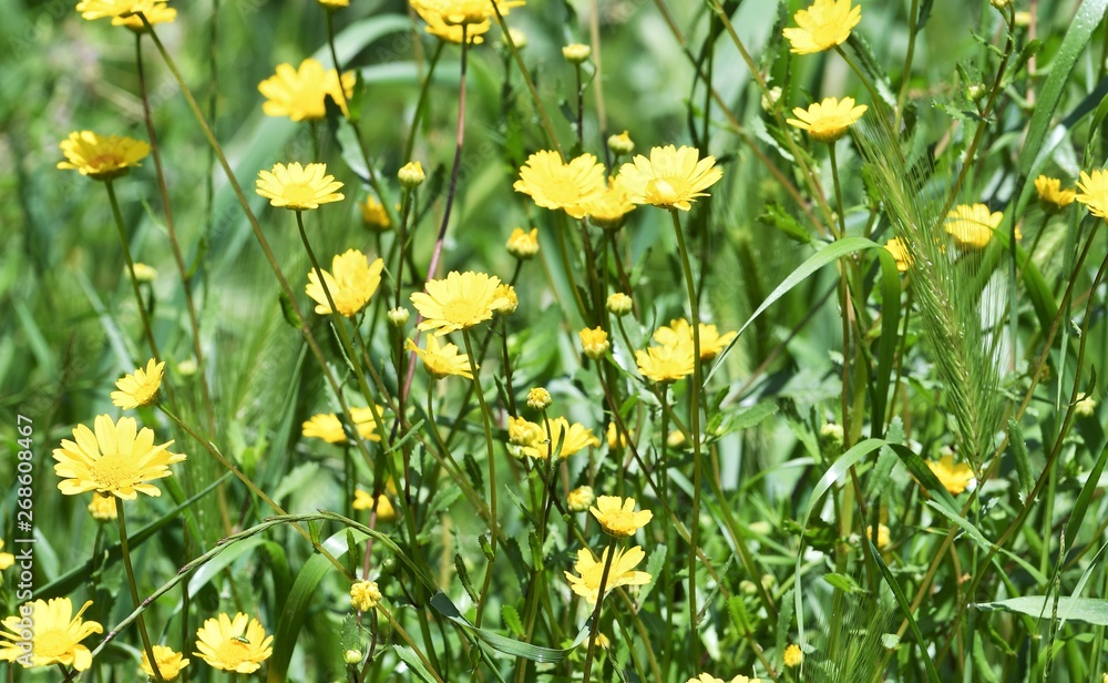 Fototapeta premium prairie