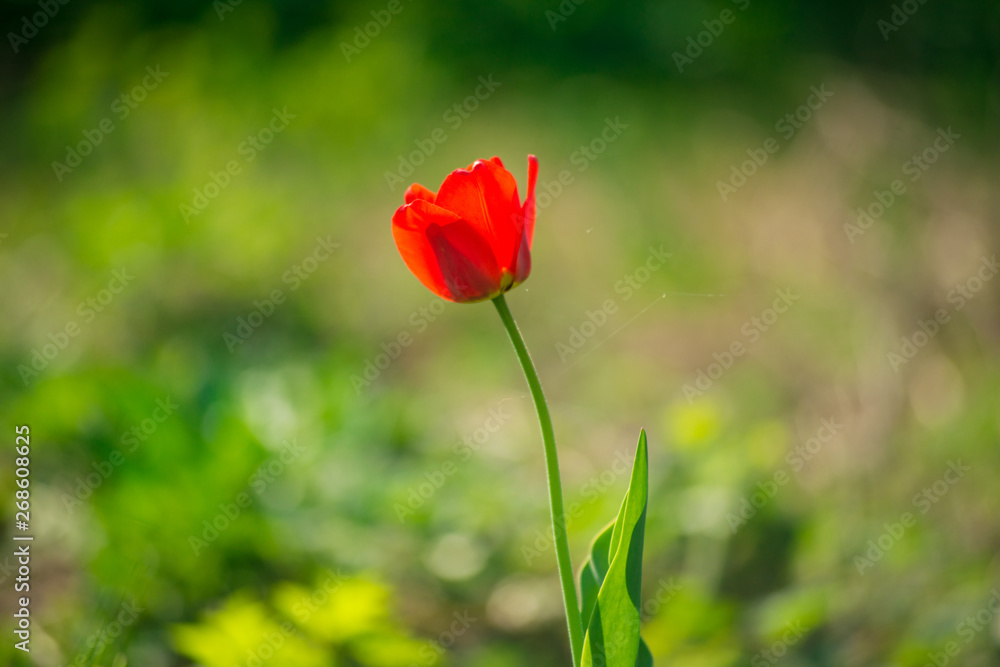 Red tulip in the garden on a sunny day.