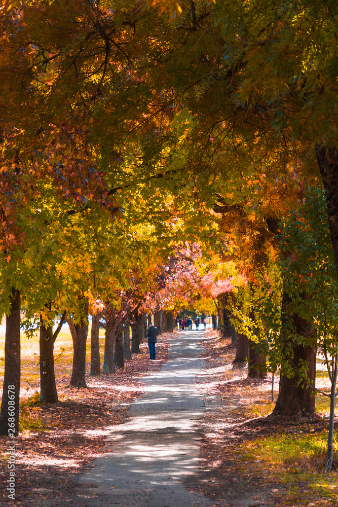 Colourful nature in the Autumn Fall season