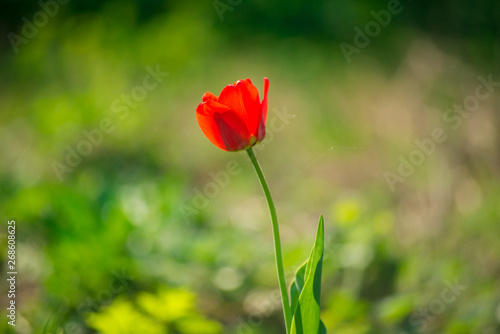 Red tulip in the garden on a sunny day.