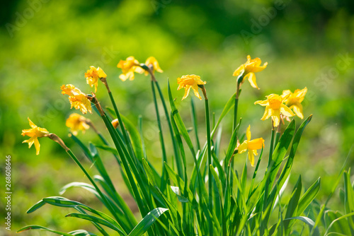 Fototapeta Naklejka Na Ścianę i Meble -  Yellow daffodils in the garden on a sunny day.