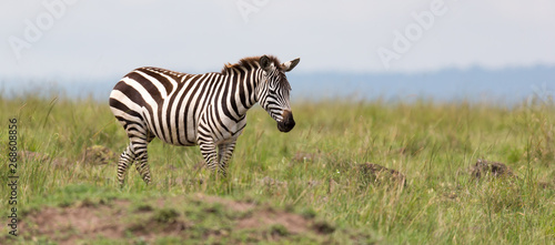 A Zebra family grazes in the savanna in close proximity to other animals © 25ehaag6