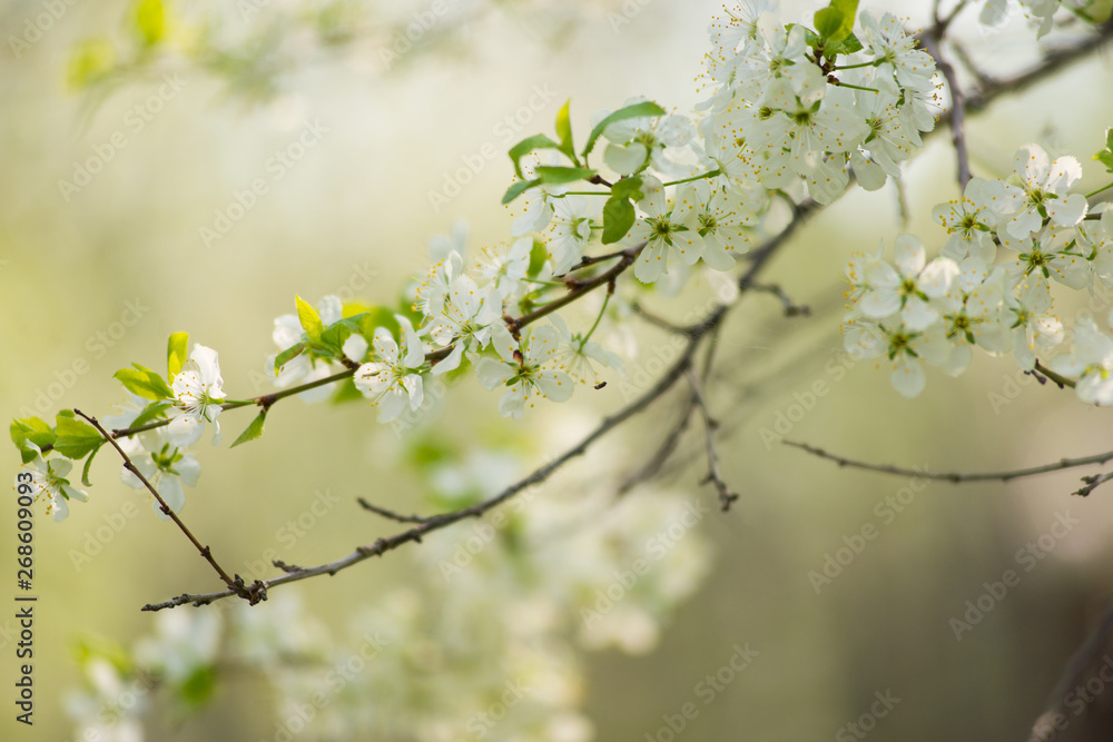 Twig blossoming cherry with white flowers closeup.