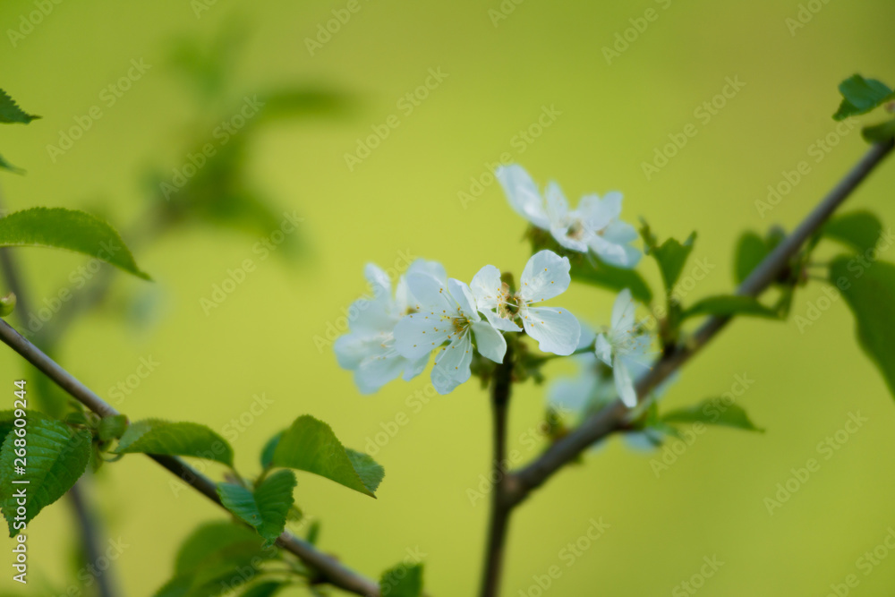 Twig blossoming cherry with white flowers closeup. Twig blossoming cherry with white flowers closeup.