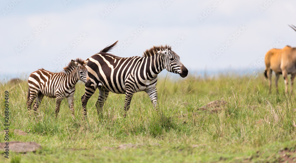 A Zebra family grazes in the savanna in close proximity to other animals A Zebra family grazes in the savanna in close proximity to other animals
