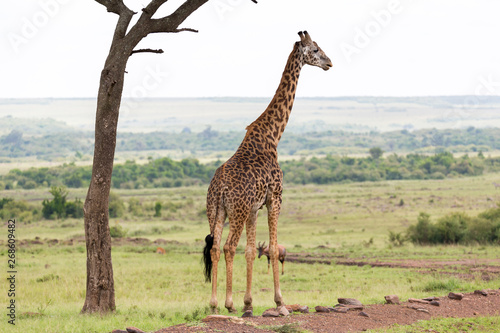 A Maasai giraffe stands under a tree