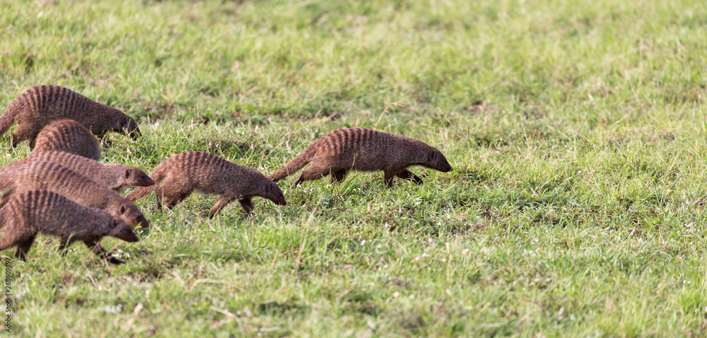 Fototapeta premium A large horde of mongooses runs through the Kenyan savanna