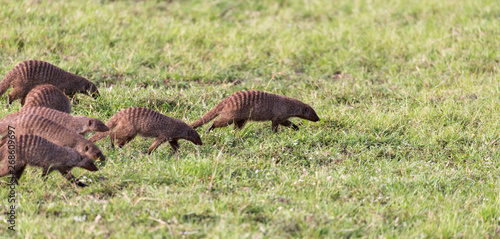 A large horde of mongooses runs through the Kenyan savanna