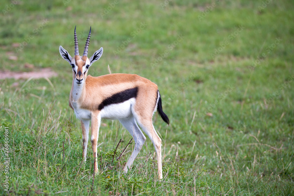Thomson Gazelle in the Kenyan savannah amidst a grassy landscape Thomson Gazelle in the Kenyan savannah amidst a grassy landscape