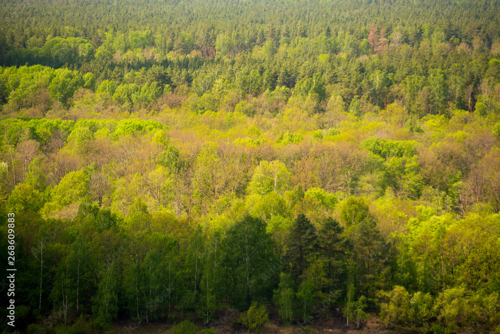 Deciduous forest on a sunny summer day top view.