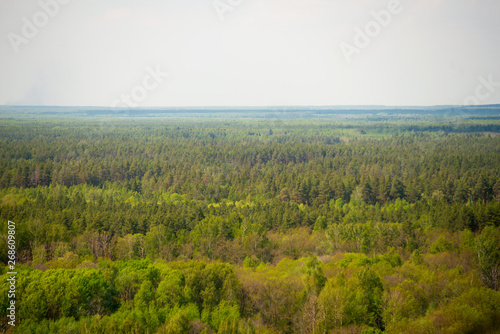 Forest on a sunny summer day top view. © pushann