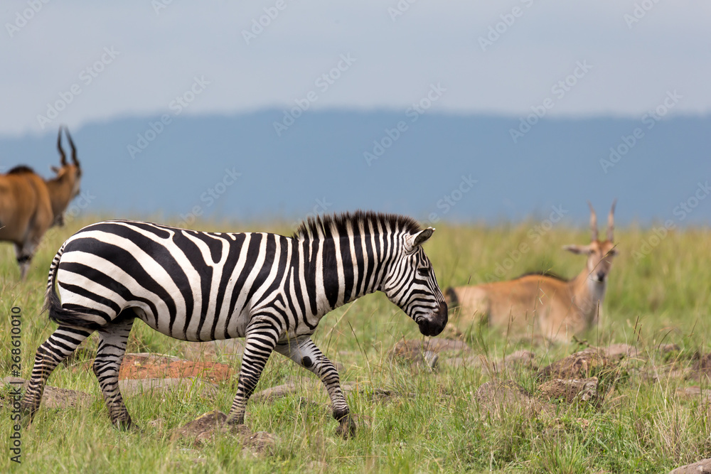 Obraz premium A Zebra family grazes in the savanna in close proximity to other animals