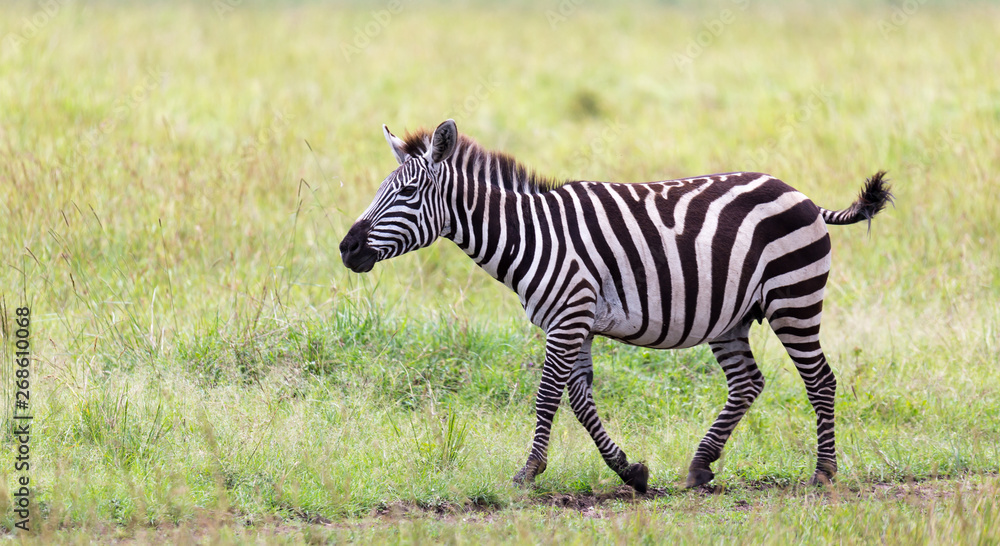 Naklejka premium A Zebra family grazes in the savanna in close proximity to other animals
