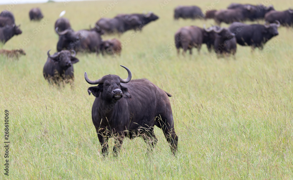 Big Buffalos are standing in the grass and grazing in the savannah of Kenya Big Buffalos are standing in the grass and grazing in the savannah of Kenya