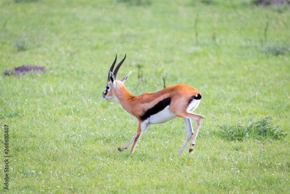 Thomson Gazelle in the Kenyan savannah amidst a grassy landscape Thomson Gazelle in the Kenyan savannah amidst a grassy landscape