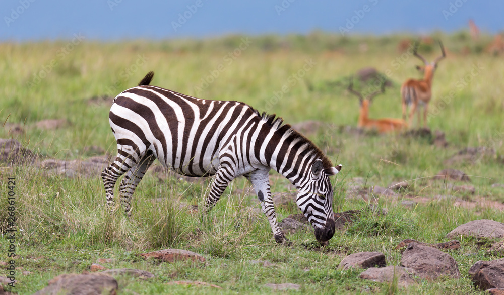 A Zebra family grazes in the savanna in close proximity to other animals A Zebra family grazes in the savanna in close proximity to other animals