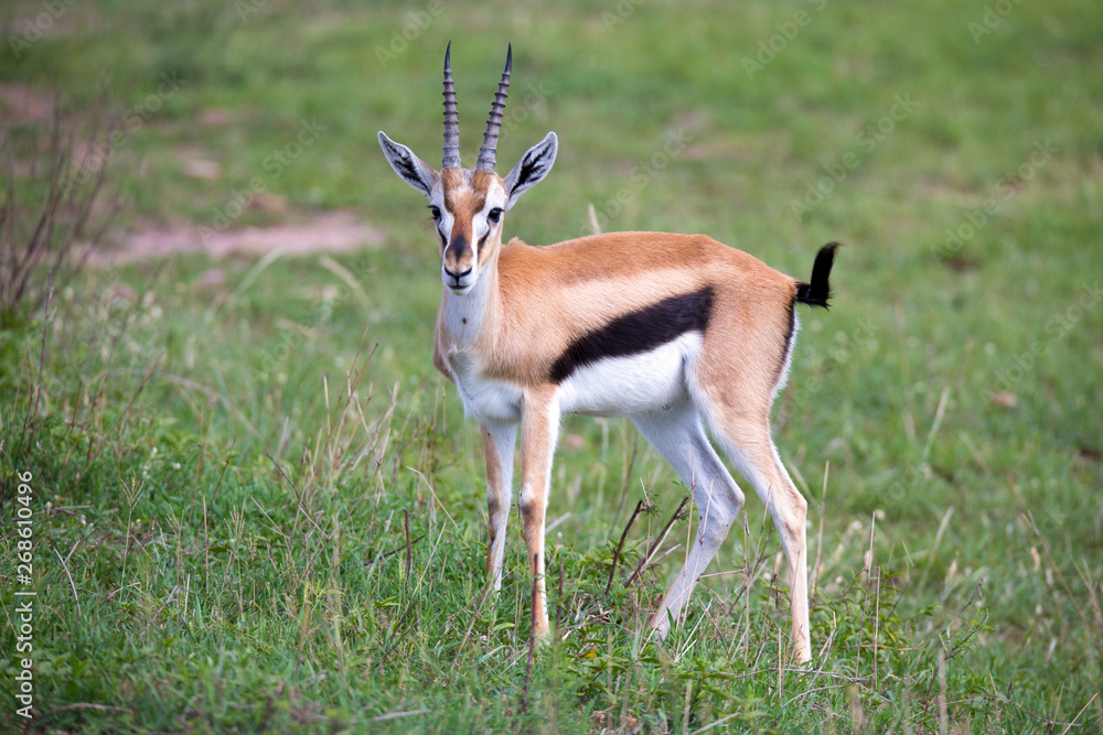 Thomson Gazelle in the Kenyan savannah amidst a grassy landscape Thomson Gazelle in the Kenyan savannah amidst a grassy landscape