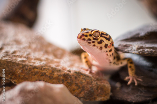 Obraz na płótnie Detail of Leopard Gecko (eublepharis macularius)