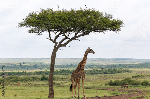 A Maasai giraffe stands under a tree