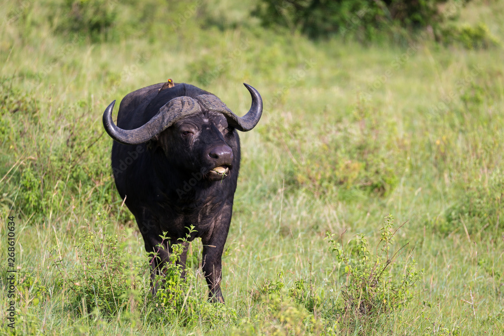 Big Buffalos are standing in the grass and grazing in the savannah of Kenya Big Buffalos are standing in the grass and grazing in the savannah of Kenya