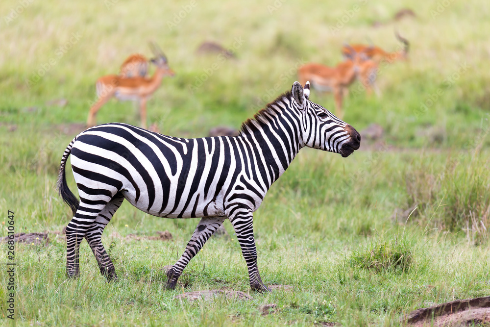 A Zebra family grazes in the savanna in close proximity to other animals A Zebra family grazes in the savanna in close proximity to other animals
