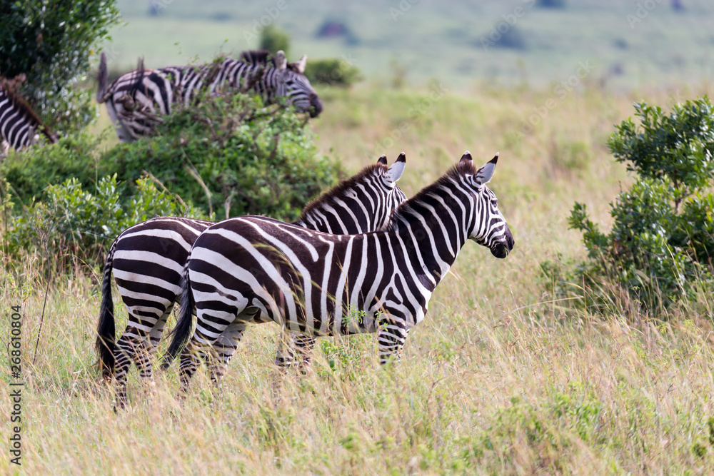 Obraz premium A Zebra family grazes in the savanna in close proximity to other animals