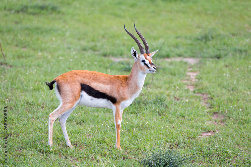 Thomson Gazelle in the Kenyan savannah amidst a grassy landscape Thomson Gazelle in the Kenyan savannah amidst a grassy landscape
