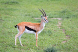 Thomson Gazelle in the Kenyan savannah amidst a grassy landscape